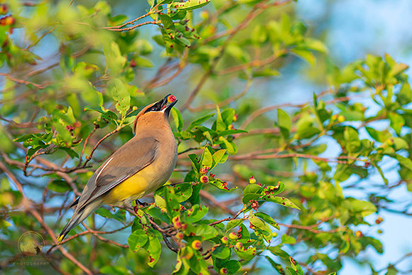 Cedar Waxwing  copyright ronaldzinconephotography