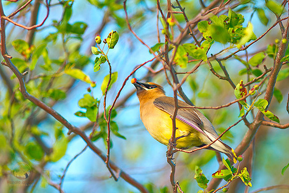 Cedar Waxwing  copyright ronaldzinconephotography