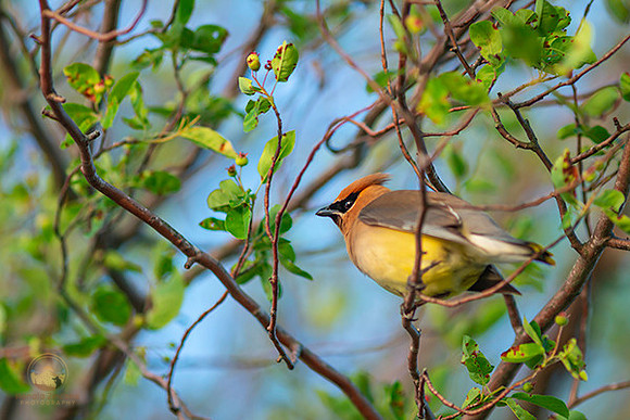Cedar Waxwing copyright ronaldzinconephotography