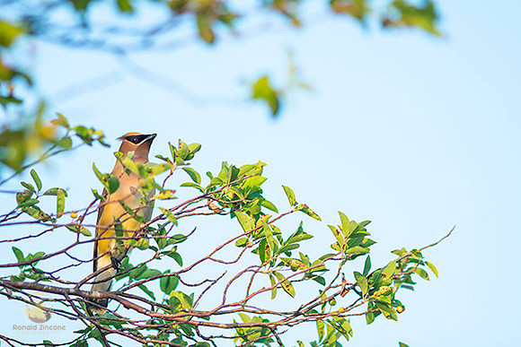 Cedar Waxwing  copyright ronaldzinconephotography