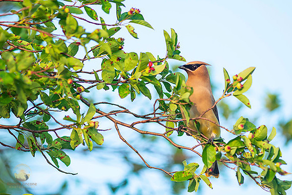 Cedar Waxwing copyright ronaldzinconephotography