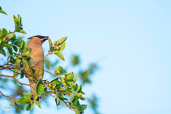 Cedar Waxwing copyright ronaldzinconephotography