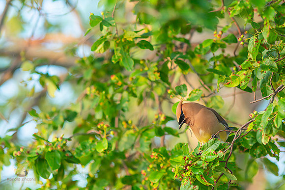 Cedar Waxwing  copyright ronaldzinconephotography