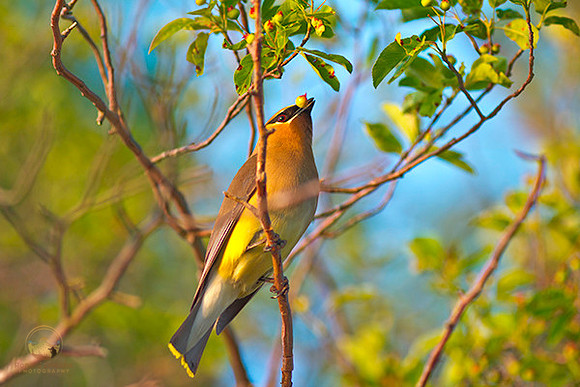 Cedar Waxwing  copyright ronaldzinconephotography