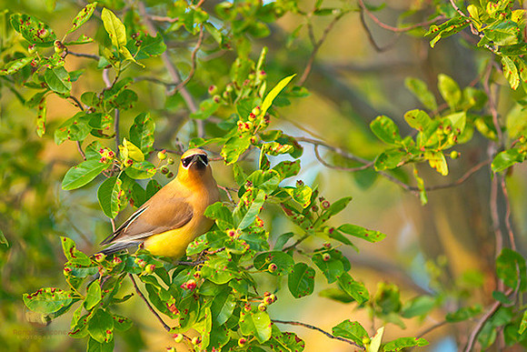 Cedar Waxwing  copyright ronaldzinconephotography
