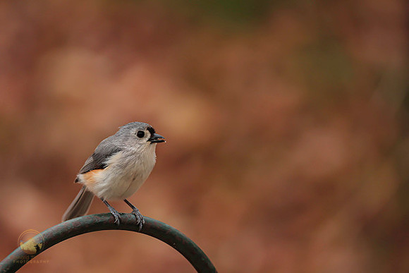 Tufted Titmouse copyright ronaldzinconephotography