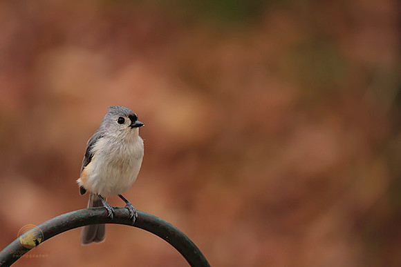 Tufted Titmouse  copyright ronaldzinconephotography