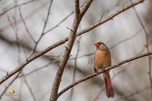 female Cardinal  copyright ronaldzinconephotography
