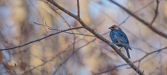 unidentified bird  copyright ronaldzinconephotography