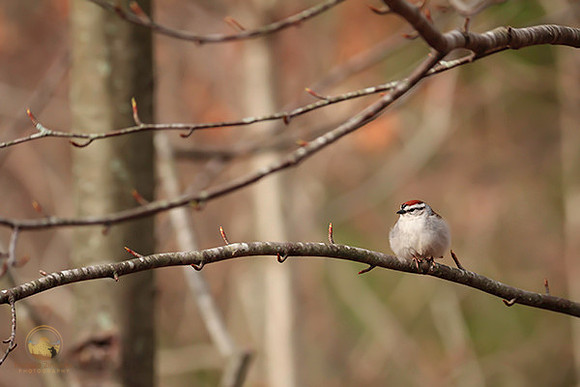 Chipping Sparrow  copyright ronaldzinconephotography