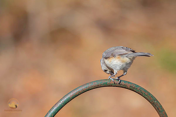 Tufted Titmouse  copyright ronaldzinconephotography