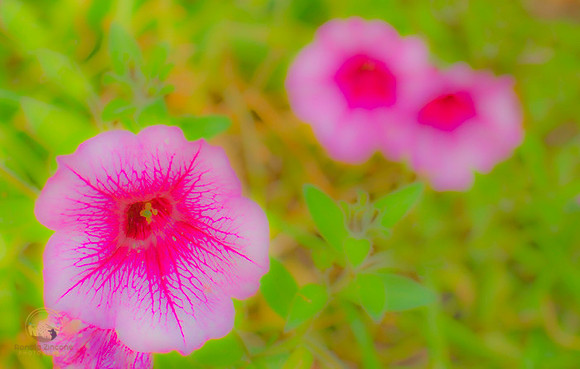 Colorful flowers copyright ronaldzinconephotography