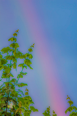 Rainbow no3 copyright ronaldzinconephotography