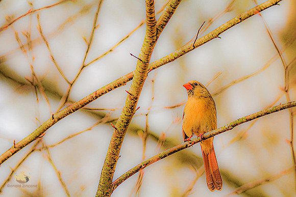 female Cardinal  copyright ronaldzinconephotography