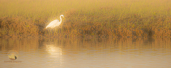 Great Egret at Jamestown, RI  copyright ronaldzinconephotography