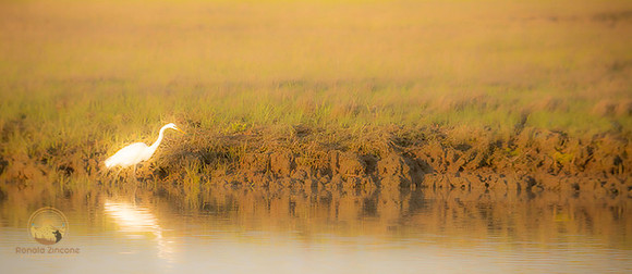 Great Egret at Jamestown, RI  copyright ronaldzinconephotography