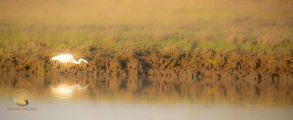 Great Egret at Jamestown, RI  copyright ronaldzinconephotography