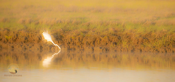 Great Egret at Jamestown, RI  copyright ronaldzinconephotography