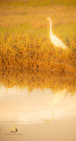 Great Egret at Jamestown, RI  copyright ronaldzinconephotography