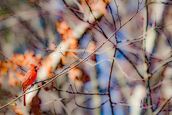 male Cardinal  copyright ronaldzinconephotography
