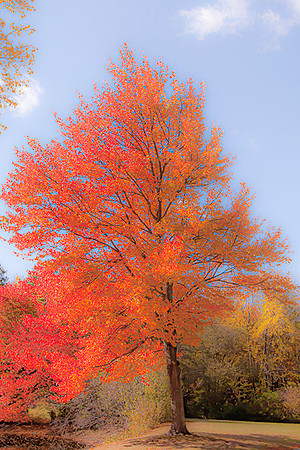 Fall Colors at CCRI  copyright ronaldzinconephotography