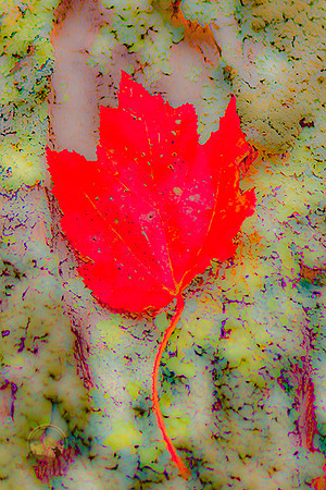 Fall in Scituate, RI  copyright ronaldzinconephotography