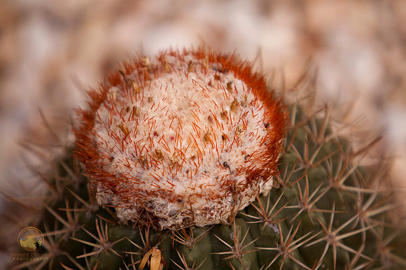 Aruba cactus copyright ronaldzinconephotography
