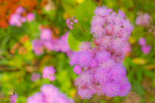 Flora at the Gilbert Stuart site copyright ronaldzinconephotography