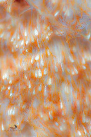 flora closeup, Ashville, RI copyright ronaldzinconephotography