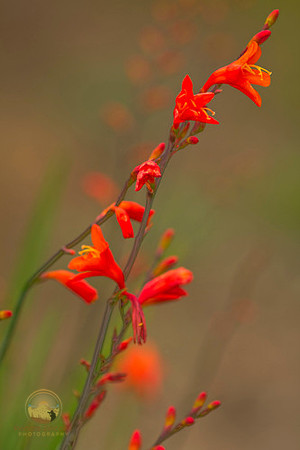 Flora at Jamestown Windmill site   copyright ronaldzinconephotography