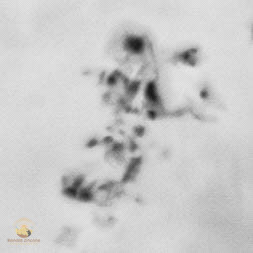 Sunspots AR3664 AR3668  Copyright ronaldzinconephotography