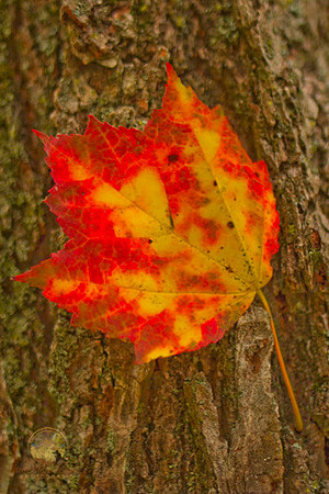 Fallen, Harrisville, RI copyright ronaldzinconephotography