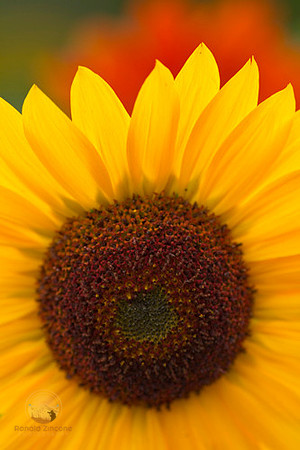 Sunflower, Jamestown Windmill site   copyright ronaldzinconephotography