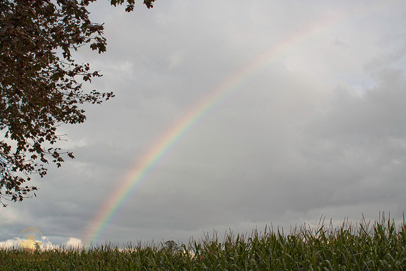 Rainbow over cornfield, Kingston, RI copyright ronaldzinconephotography